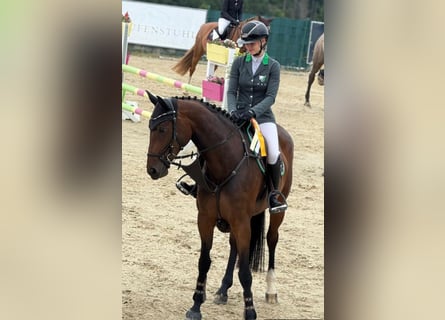 Caballo de salto Oldenburgo, Semental, 7 años, 172 cm, Castaño