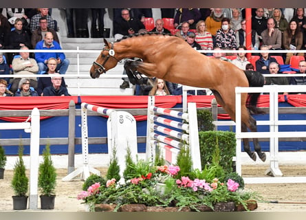 Caballo de salto Oldenburgo, Semental, 5 años, 168 cm, Castaño