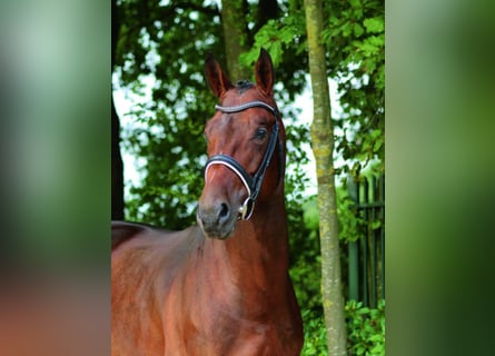 Caballo de salto Oldenburgo, Semental, 14 años, 168 cm, Castaño