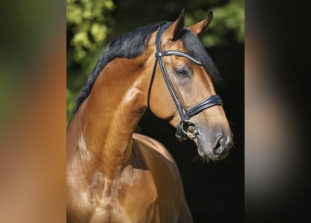 Caballo de salto Oldenburgo, Semental, 5 años, 171 cm, Castaño