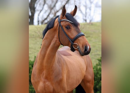 Caballo de salto Oldenburgo, Semental, 4 años, 171 cm, Castaño