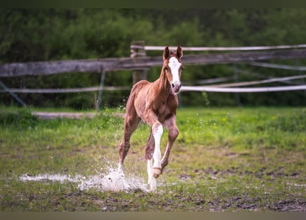 Caballo de salto Oldenburgo, Semental, Potro (04/2024), 170 cm, Castaño