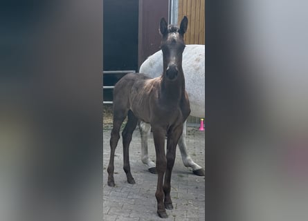 Caballo de salto Oldenburgo, Semental, Potro (05/2024), 170 cm, Negro