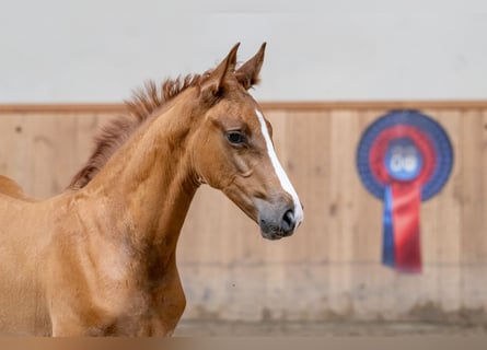 Caballo de salto Oldenburgo, Semental, Potro (06/2024), Alazán