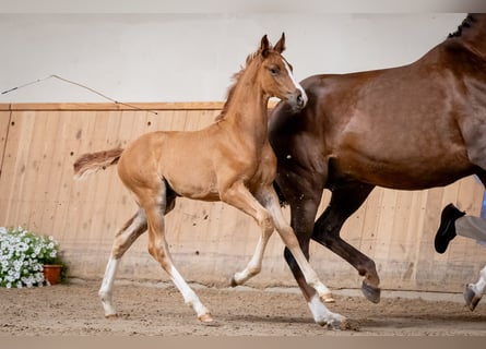 Caballo de salto Oldenburgo, Semental, , Alazán