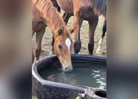 Caballo de salto Oldenburgo, Semental, Potro (04/2024), Alazán