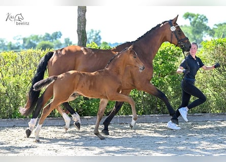 Caballo de salto Oldenburgo, Semental, , Castaño