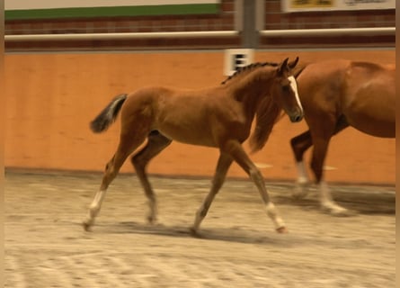 Caballo de salto Oldenburgo, Semental, , Castaño