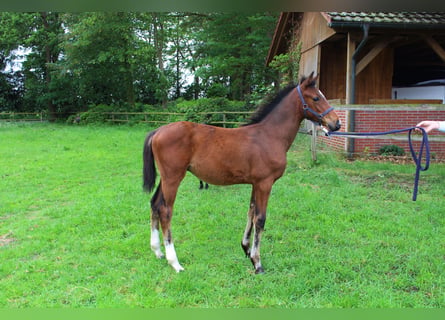 Caballo de salto Oldenburgo, Semental, Potro (05/2026), Castaño