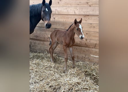 Caballo de salto Oldenburgo, Semental, Potro (04/2026), Castaño