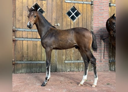 Caballo de salto Oldenburgo, Semental, Potro (04/2024), Castaño oscuro