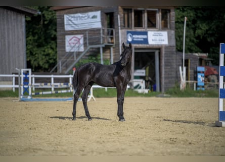 Caballo de salto Oldenburgo, Semental, Potro (03/2024), Musgo