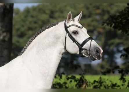 Caballo de salto Oldenburgo, Semental, 16 años, 168 cm, Tordo