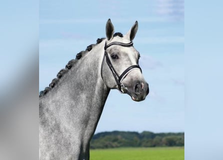 Caballo de salto Oldenburgo, Semental, 13 años, 168 cm, Tordo