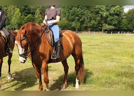 Caballo de salto Oldenburgo, Yegua, 10 años, 160 cm, Alazán