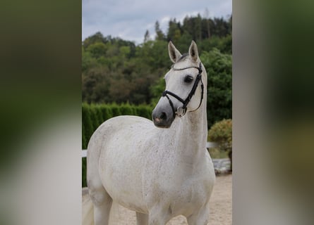 Caballo de salto Oldenburgo, Yegua, 10 años, 166 cm, Tordo