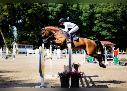 Caballo de salto Oldenburgo, Yegua, 10 años, 170 cm, Castaño