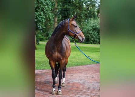 Caballo de salto Oldenburgo, Yegua, 10 años, 172 cm