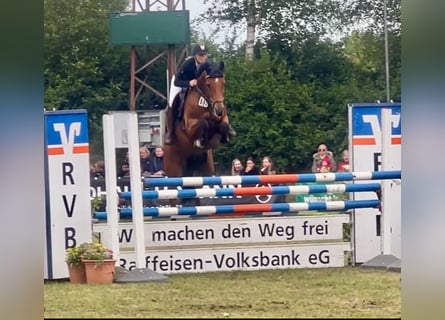 Caballo de salto Oldenburgo, Yegua, 11 años, 160 cm, Castaño