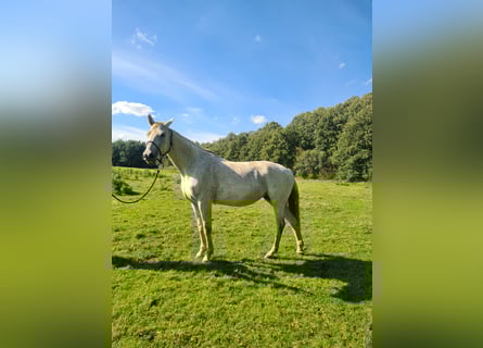 Caballo de salto Oldenburgo, Yegua, 11 años, 174 cm, Tordo