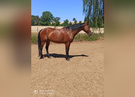 Caballo de salto Oldenburgo, Yegua, 14 años, 158 cm, Castaño