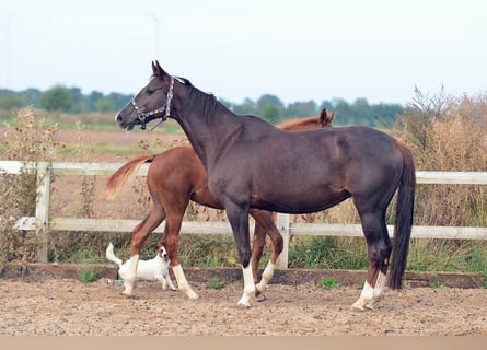 Caballo de salto Oldenburgo, Yegua, 14 años, 165 cm, Alazán-tostado