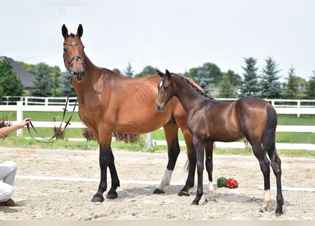 Caballo de salto Oldenburgo, Yegua, 14 años, 170 cm, Castaño rojizo