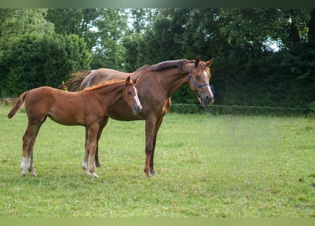 Caballo de salto Oldenburgo, Yegua, 15 años, 170 cm, Alazán-tostado