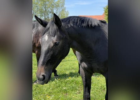 Caballo de salto Oldenburgo, Yegua, 1 año, 170 cm, Musgo