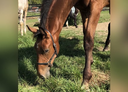 Caballo de salto Oldenburgo, Yegua, 1 año, Castaño