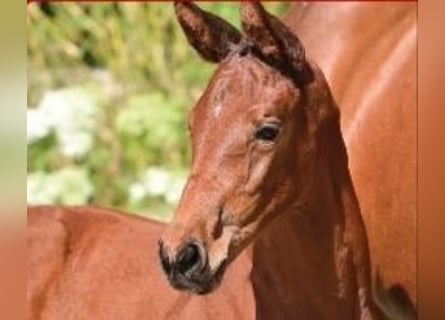 Caballo de salto Oldenburgo, Yegua, 1 año, Castaño