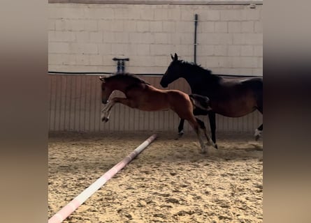 Caballo de salto Oldenburgo, Yegua, 1 año, Castaño