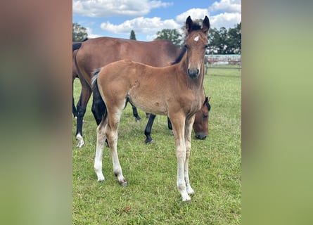 Caballo de salto Oldenburgo, Yegua, 1 año, Castaño