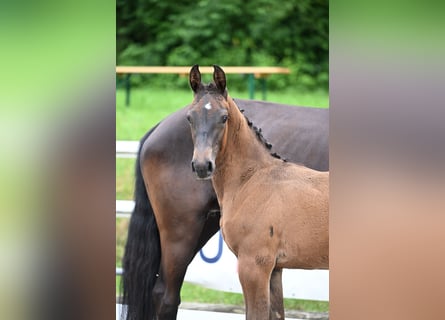 Caballo de salto Oldenburgo, Yegua, 1 año, Castaño oscuro