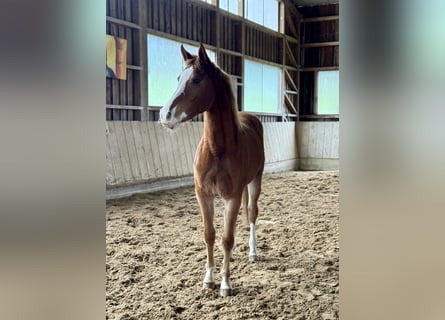 Caballo de salto Oldenburgo, Yegua, 2 años, 155 cm, Alazán