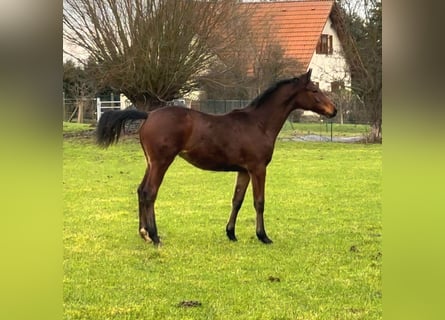 Caballo de salto Oldenburgo, Yegua, 2 años, 160 cm, Castaño