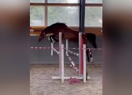 Caballo de salto Oldenburgo, Yegua, 2 años, 169 cm, Castaño