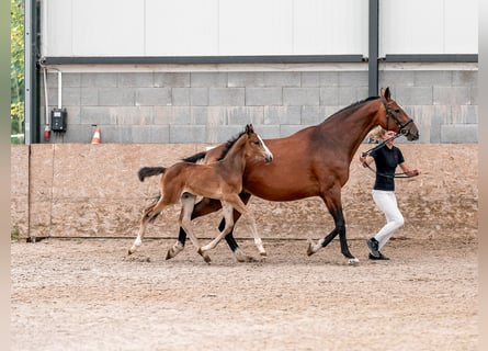 Caballo de salto Oldenburgo, Yegua, 2 años, 169 cm, Castaño rojizo