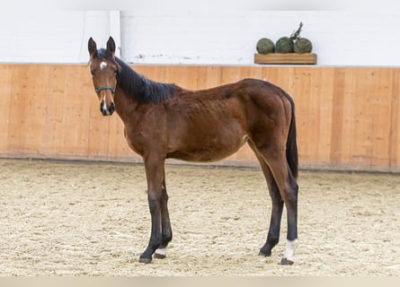 Caballo de salto Oldenburgo, Yegua, 2 años, Castaño