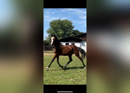 Caballo de salto Oldenburgo, Yegua, 2 años, Castaño