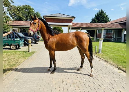 Caballo de salto Oldenburgo, Yegua, 2 años, Castaño