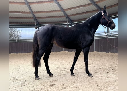 Caballo de salto Oldenburgo, Yegua, 3 años, 152 cm, Castaño