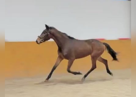 Caballo de salto Oldenburgo, Yegua, 3 años, 160 cm, Castaño