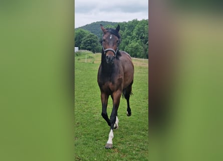 Caballo de salto Oldenburgo, Yegua, 3 años, 165 cm, Castaño