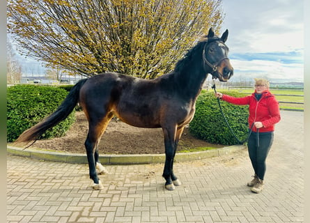 Caballo de salto Oldenburgo, Yegua, 3 años, 166 cm, Castaño