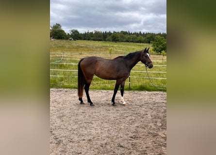 Caballo de salto Oldenburgo, Yegua, 3 años, 168 cm, Castaño oscuro