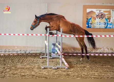 Caballo de salto Oldenburgo, Yegua, 3 años, Castaño