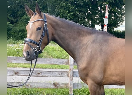 Caballo de salto Oldenburgo, Yegua, 4 años, 161 cm, Castaño oscuro