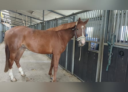 Caballo de salto Oldenburgo, Yegua, 4 años, 164 cm, Alazán