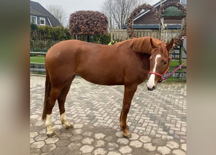 Caballo de salto Oldenburgo, Yegua, 4 años, 164 cm, Alazán